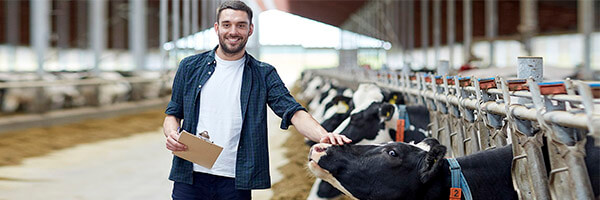 Seguro Multirriesgo Agricola - Granjero con camisa de cuadros y una carpeta en la mano rodeado de vacas en una granja Seguro Multirriesgo Agricola - Granjero con camisa de cuadros y una carpeta en la mano rodeado de vacas en una granja