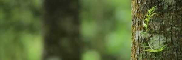 Préstamo Eco-Sostenible