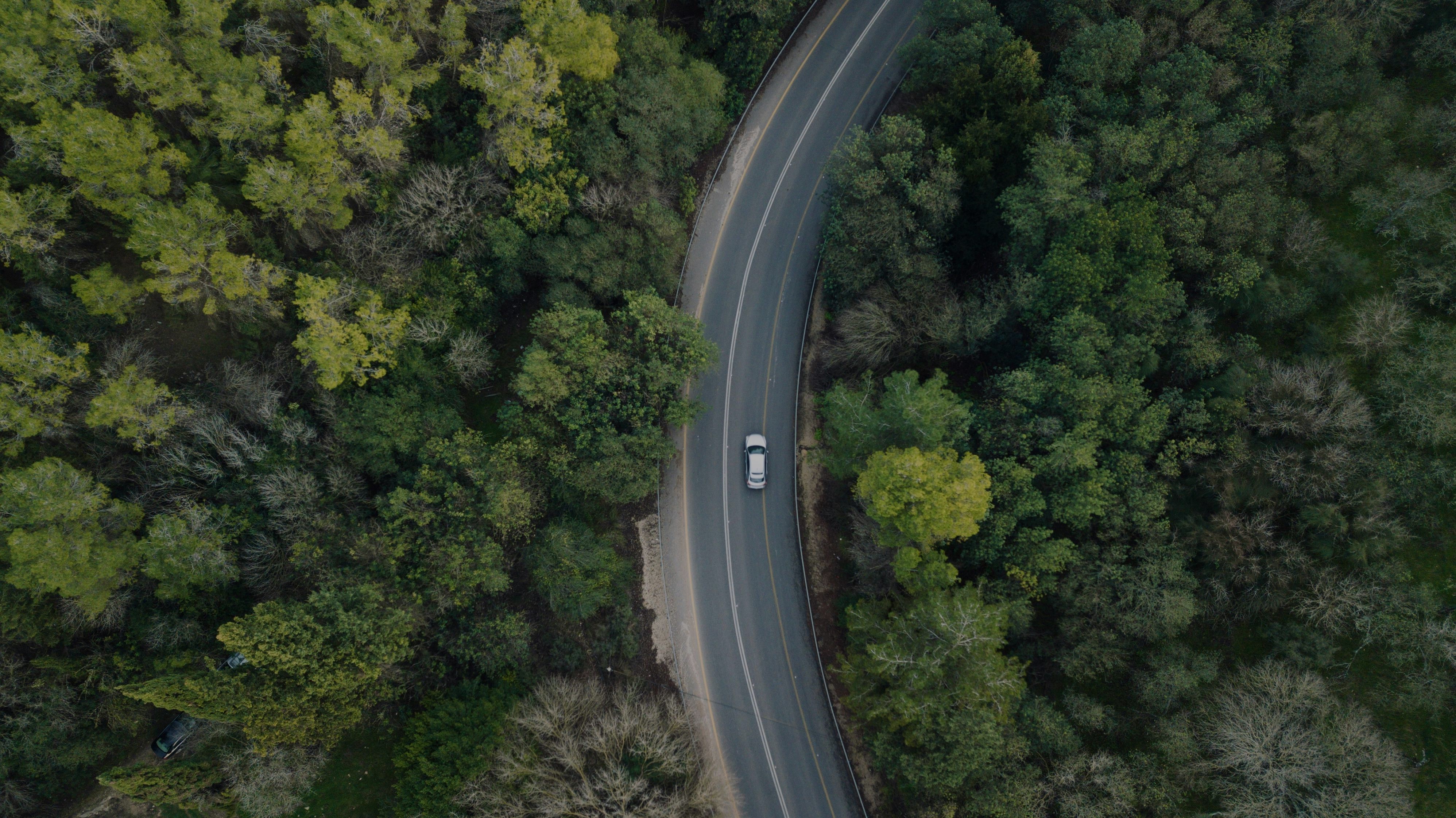 carretera rodeada de bosque
