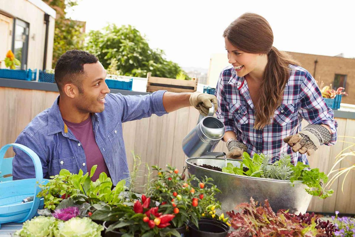 ¿Sabes qué hortalizas y verduras puedes plantar en tu huerto urbano durante el verano?