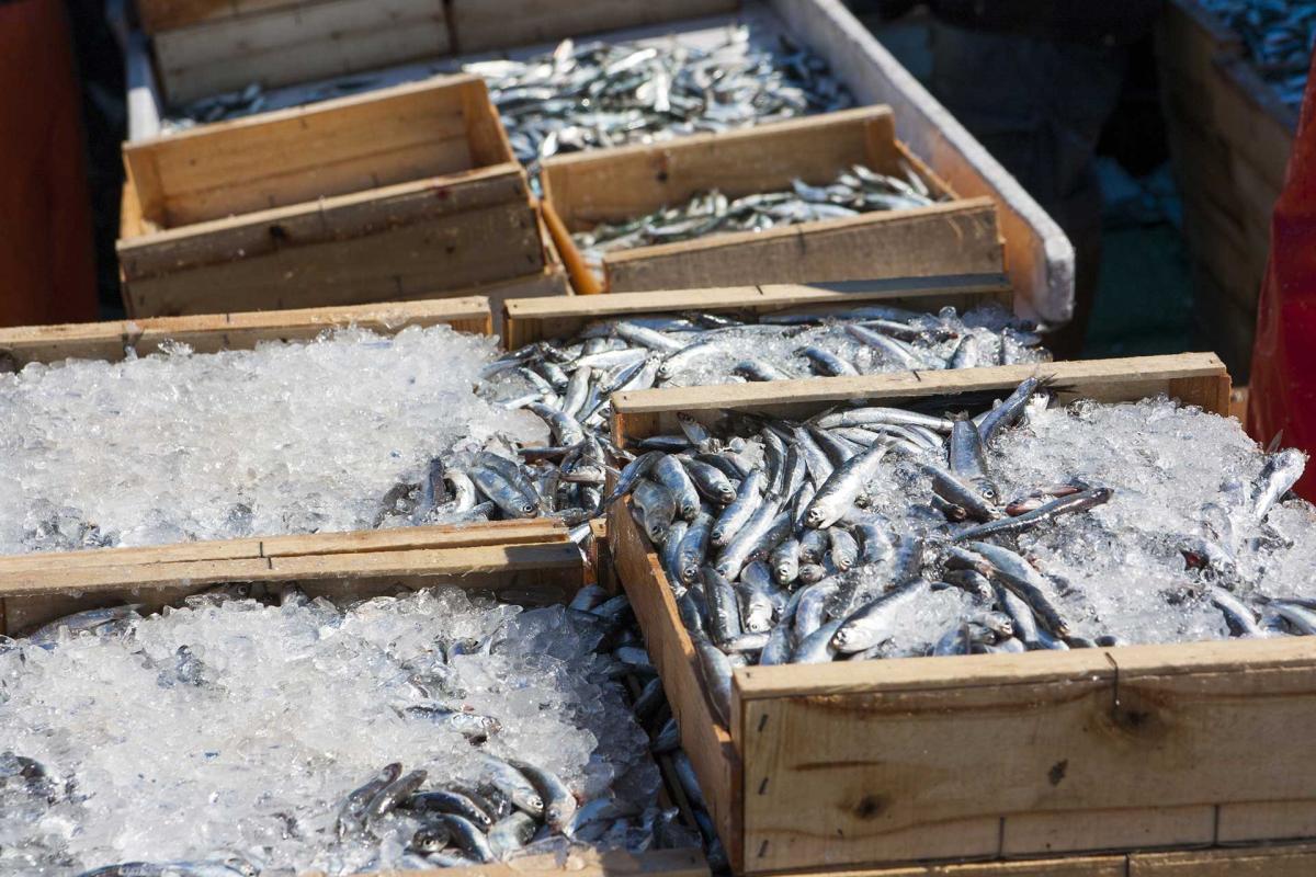 Pesca Sostenible: Por un modelo de negocio más eficiente