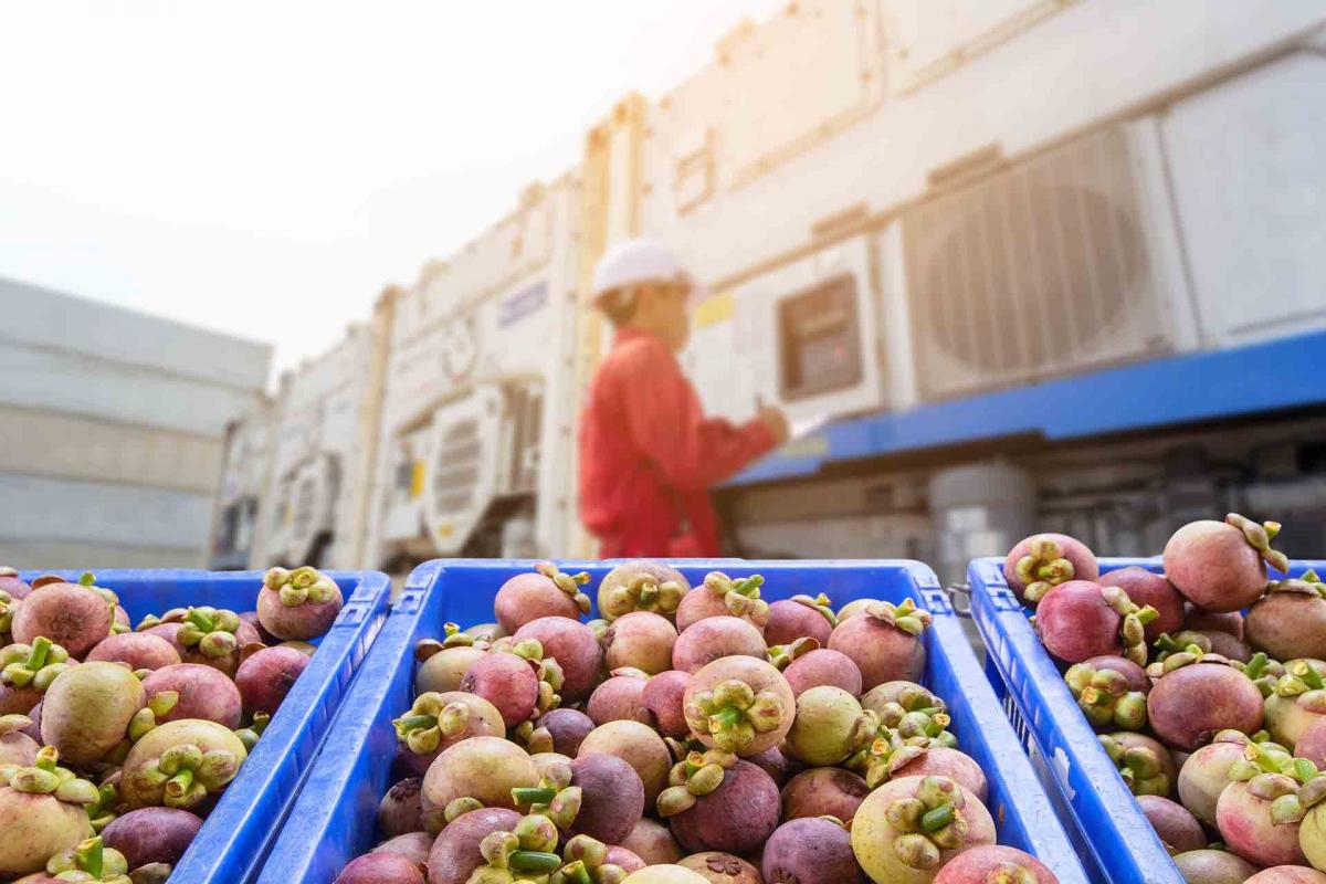 Todo lo que necesitas saber para exportar verduras y frutas desde nuestro país