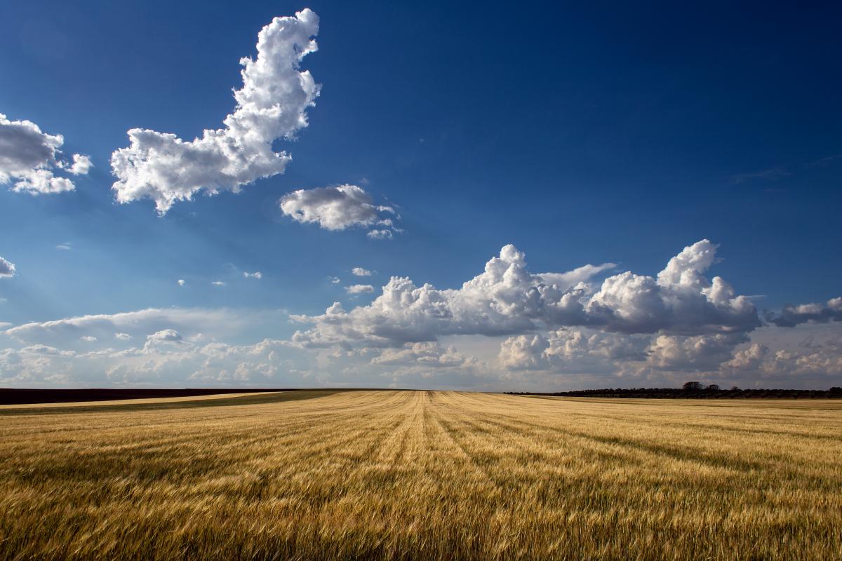 Descubre qué es el ODS2: Hambre cero