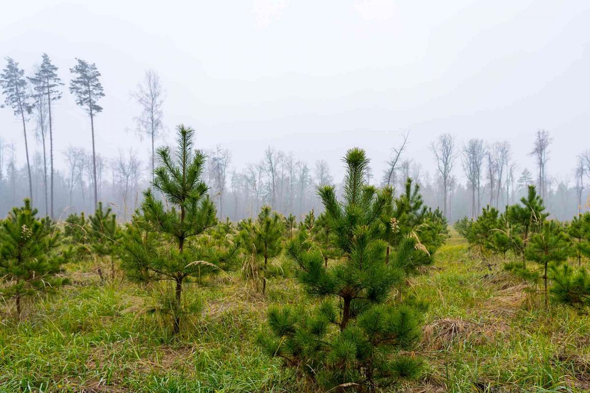 DESCUBRE CÓMO LOS ÁRBOLES AYUDAN A REDUCIR EL CALENTAMIENTO GLOBAL DESCUBRE CÓMO LOS ÁRBOLES AYUDAN A REDUCIR EL CALENTAMIENTO GLOBAL