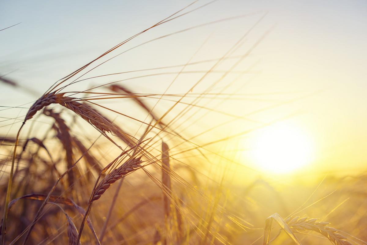 La PAC 2020, el año definitivo para el desarrollo rural en España La PAC 2020, el año definitivo para el desarrollo rural en España