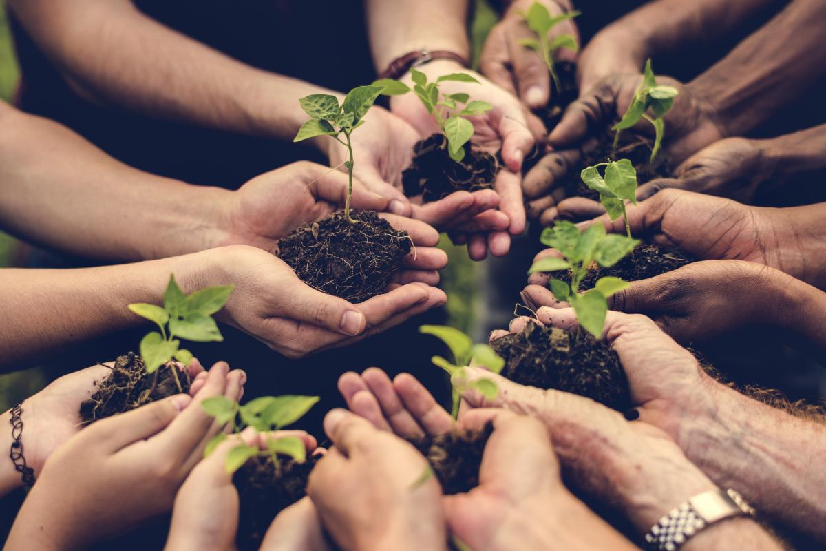 Revolución verde para conseguir cultivos más productivos y sostenibles en agricultura Revolución verde para conseguir cultivos más productivos y sostenibles en agricultura